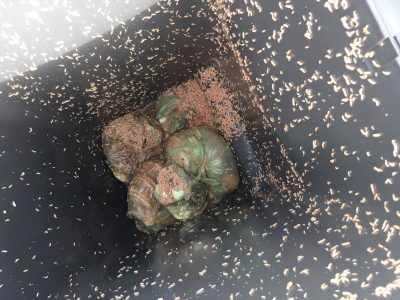 Avfallsdunk med hvite larver