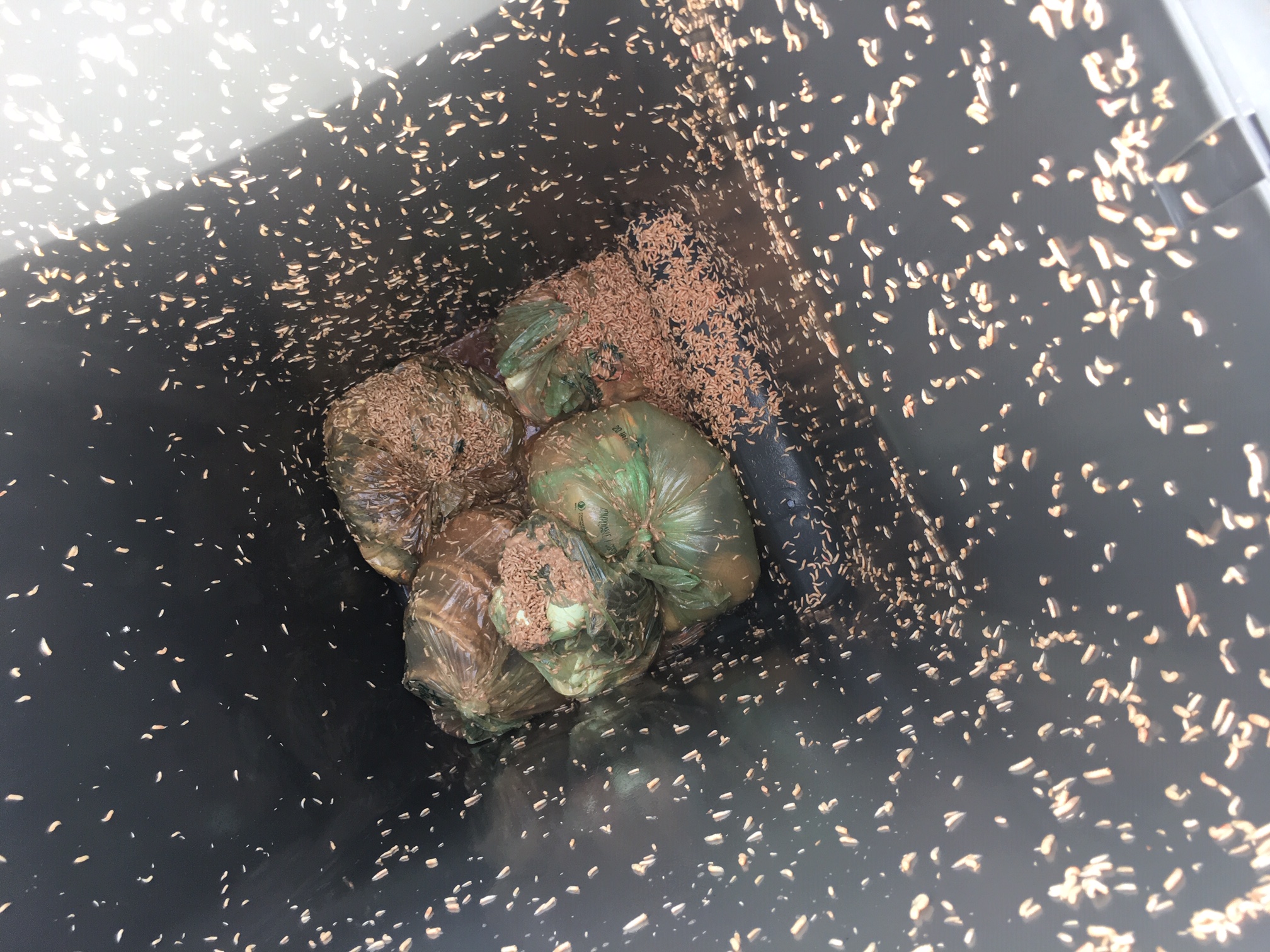 Avfallsdunk med hvite larver